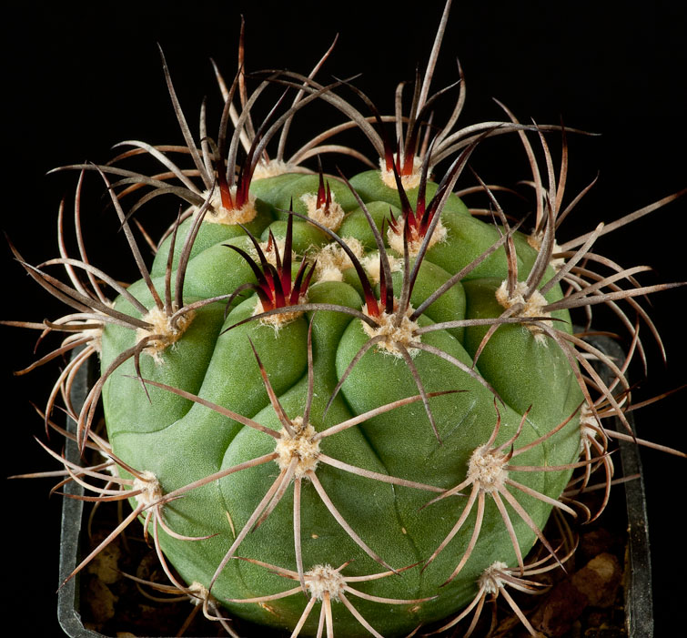 Gymnocalycium saglionis ssp tilcarense